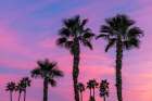 Palm trees silhouetted by brilliant sunset clouds in Palm Springs, California, USA Art Print